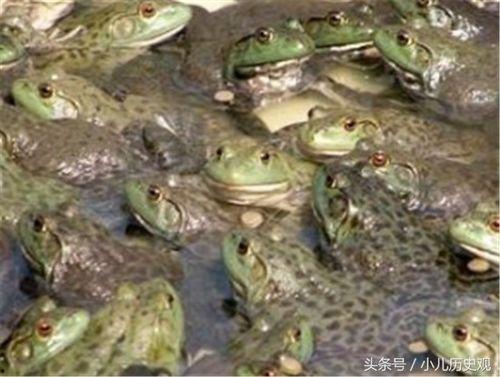 牛蛙饲养爆料方法视频,跟随视频学习高效养殖技巧